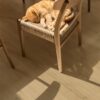 lvt-flooring-quick-step-bloom-brushed-oak-beige Quick Step Bloom Brushed Oak Beige LVT flooring installed on a dining room floor, with a dining table and chairs, and a red cat sleeping on a chair.