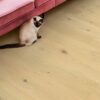 Parkett Quick-Step Cala Pearl White Oak eriti matt lakk, veekindel 220mm Parkett Quick-Step Cala Pearl White Oak eriti matt lakk, veekindel 220mm