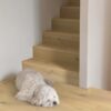Parkett Quick-Step Cala Pearl White Oak eriti matt lakk, veekindel 220mm Parkett Quick-Step Cala Pearl White Oak eriti matt lakk, veekindel 220mm